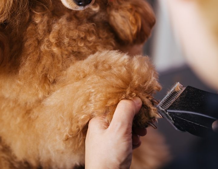 Hundefriseur in Markt Schwaben – individuelle Fellpflege