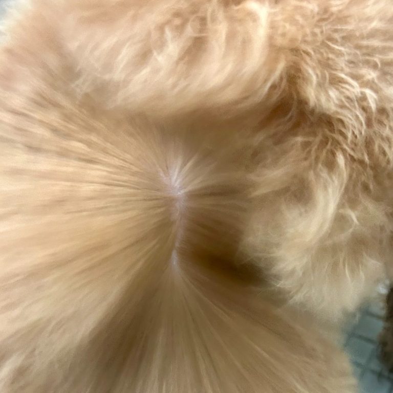 Unterwolle entfernen – Fellpflege im Hundesalon Markt Schwaben