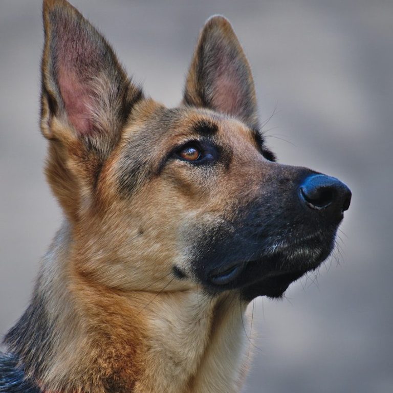 Individuelles Hundetraining