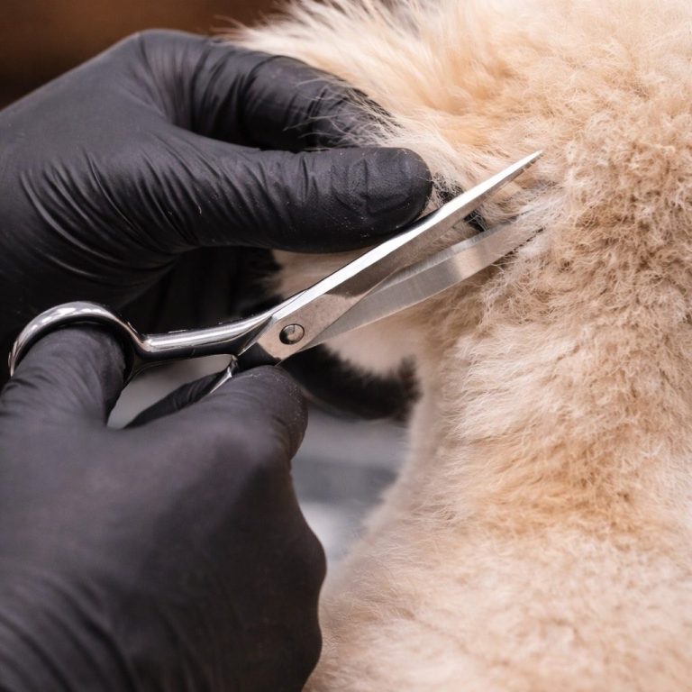 Hundehaarschnitt beim Hundefriseur in Markt Schwaben